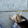 Sidewalk Stamp, Chucks and Cat Sidewalk Stamp, Chucks and Cat