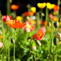 Poppies in downtown Oakland