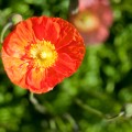 Poppy