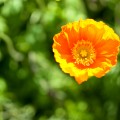 Poppy