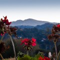 Mt. Diablo Dawn #12