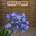 Flower of Casa del Mar