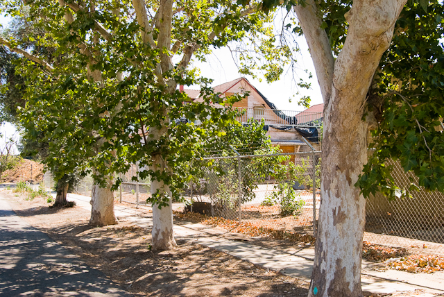 Sycamores in Armenian Town