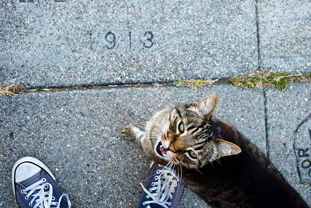 Sidewalk Stamp, Chucks and Cat