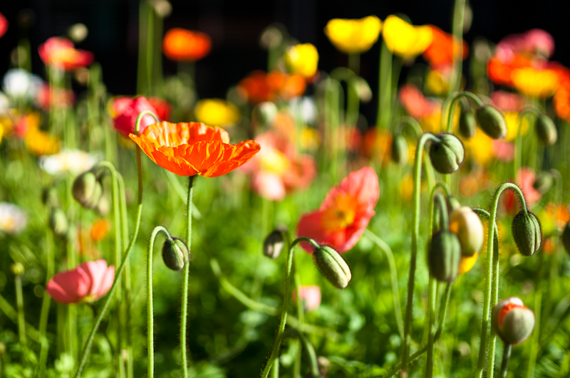 Poppies in downtown Oakland